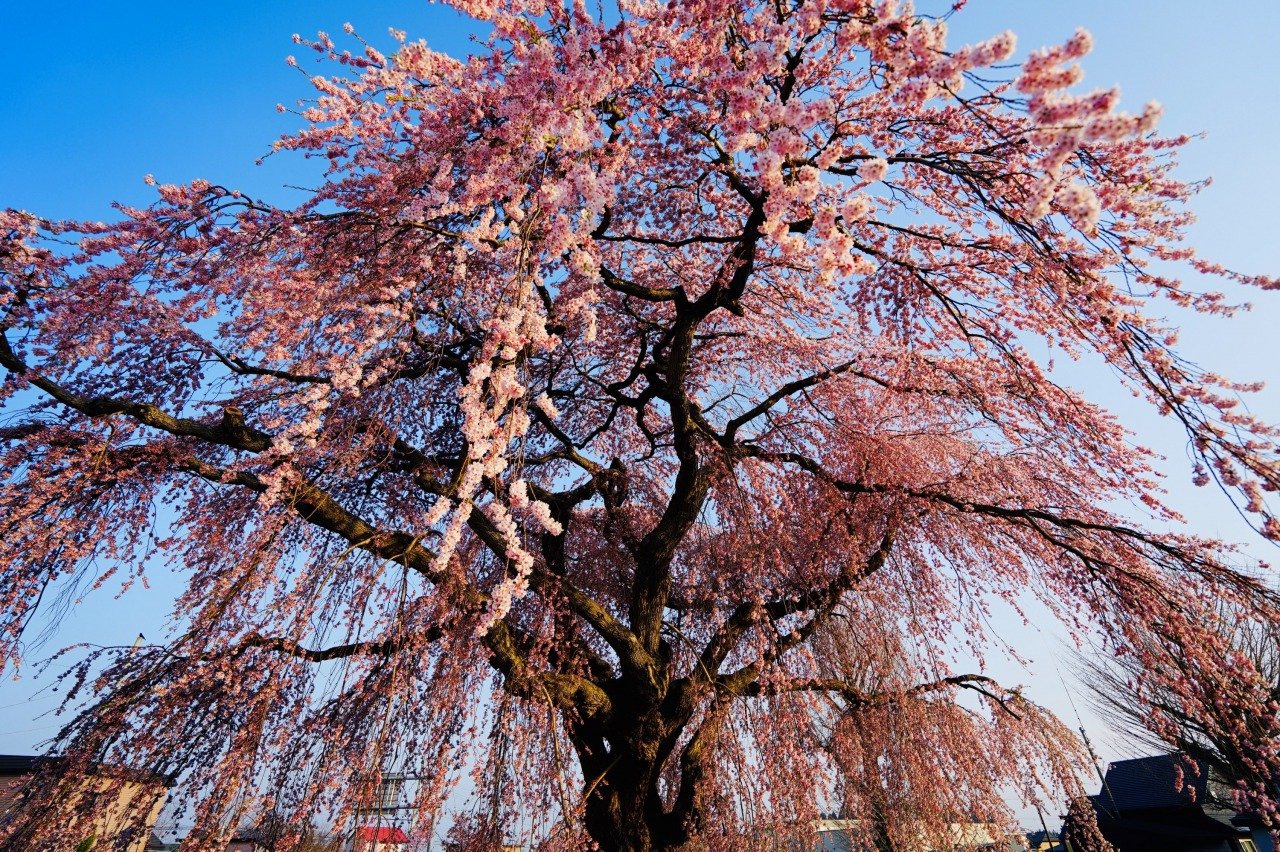 🌸 오노 강 벚나무 가로수(오노가와사쿠라나미키) 이미지 1
